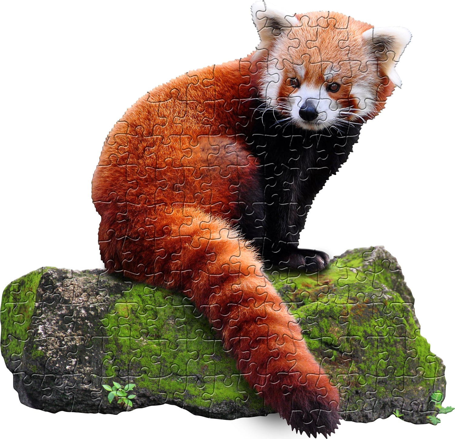 Madd Capp Puzzle Jr. - I Am Lil Red Panda