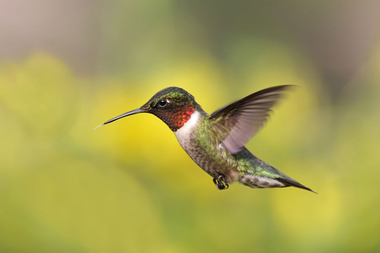 Adventure Station "Wild Birding Feeding Fun"