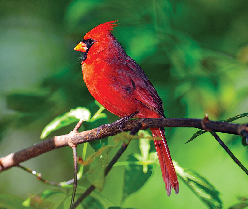 Adventure Station "Wild Birding Feeding Fun"