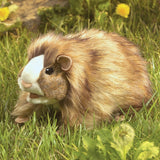 Guinea Pig