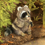 Raccoon