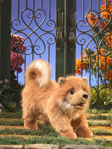 Pomeranian Puppy