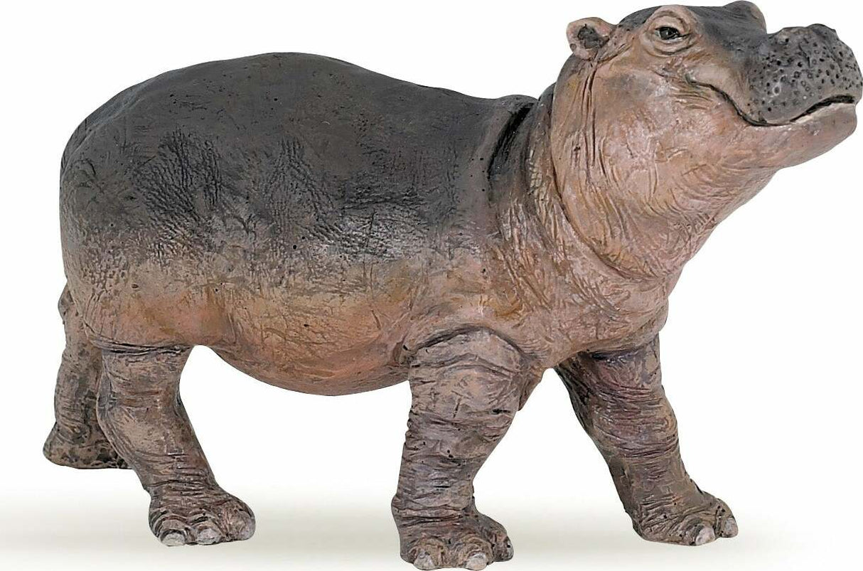 Hippopotamus Calf