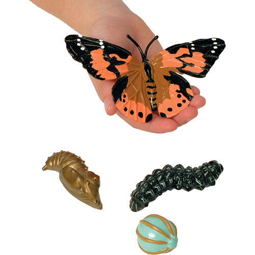 Butterfly Life Cycle Stages