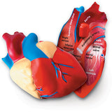 Soft Foam Cross-Section Human Heart Model