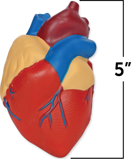 Soft Foam Cross-Section Human Heart Model