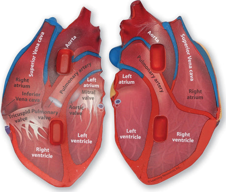 Soft Foam Cross-Section Human Heart Model