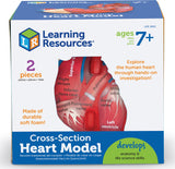 Soft Foam Cross-Section Human Heart Model