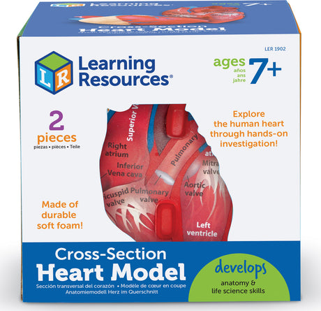 Soft Foam Cross-Section Human Heart Model