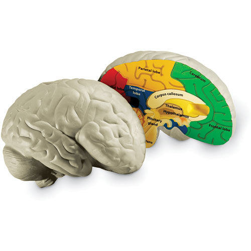 Cross-section Brain Model