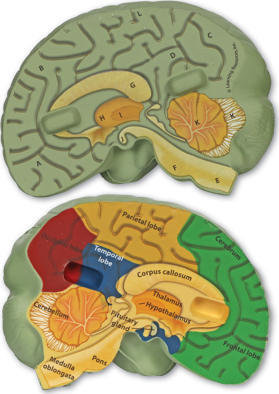 Soft Foam Cross-Section Human Brain Model