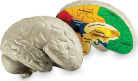 Soft Foam Cross-Section Human Brain Model