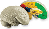Soft Foam Cross-Section Human Brain Model