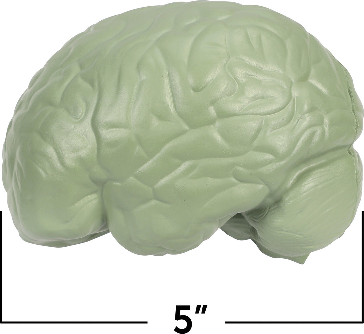 Soft Foam Cross-Section Human Brain Model