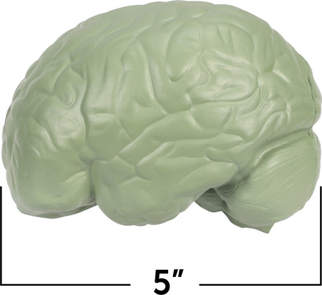 Soft Foam Cross-Section Human Brain Model