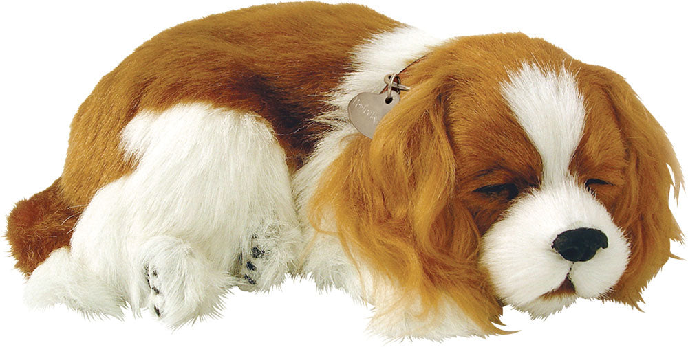 Cavalier King Charles