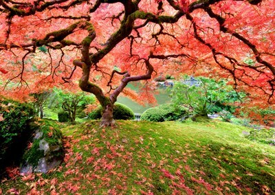 Japanese Maple Tree 1000 Piece Jigsaw Puzzle