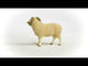 Ram