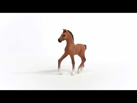 Oldenburger Foal