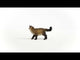 Ragdoll Cat