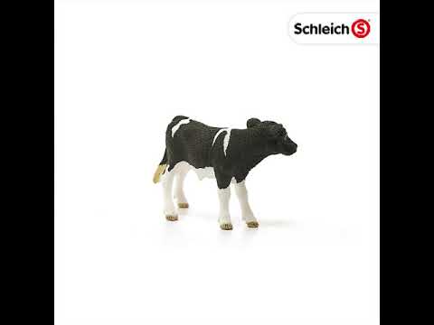 Holstein Calf