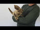 Kangaroo, Small Hand Puppet