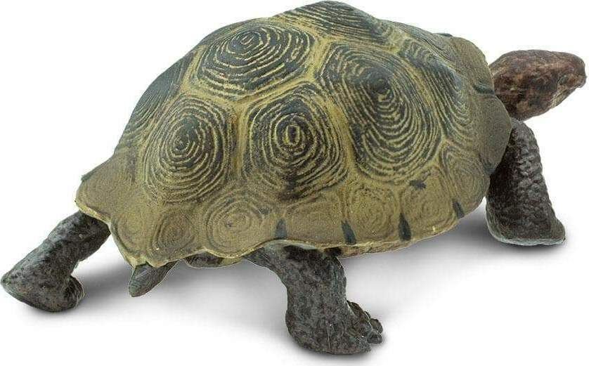 Desert Tortoise Toy