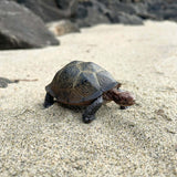 Desert Tortoise Toy