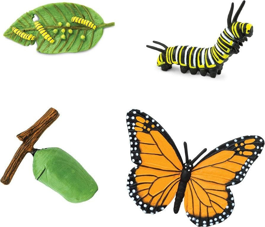 Life Cycle of a Monarch Butterfly