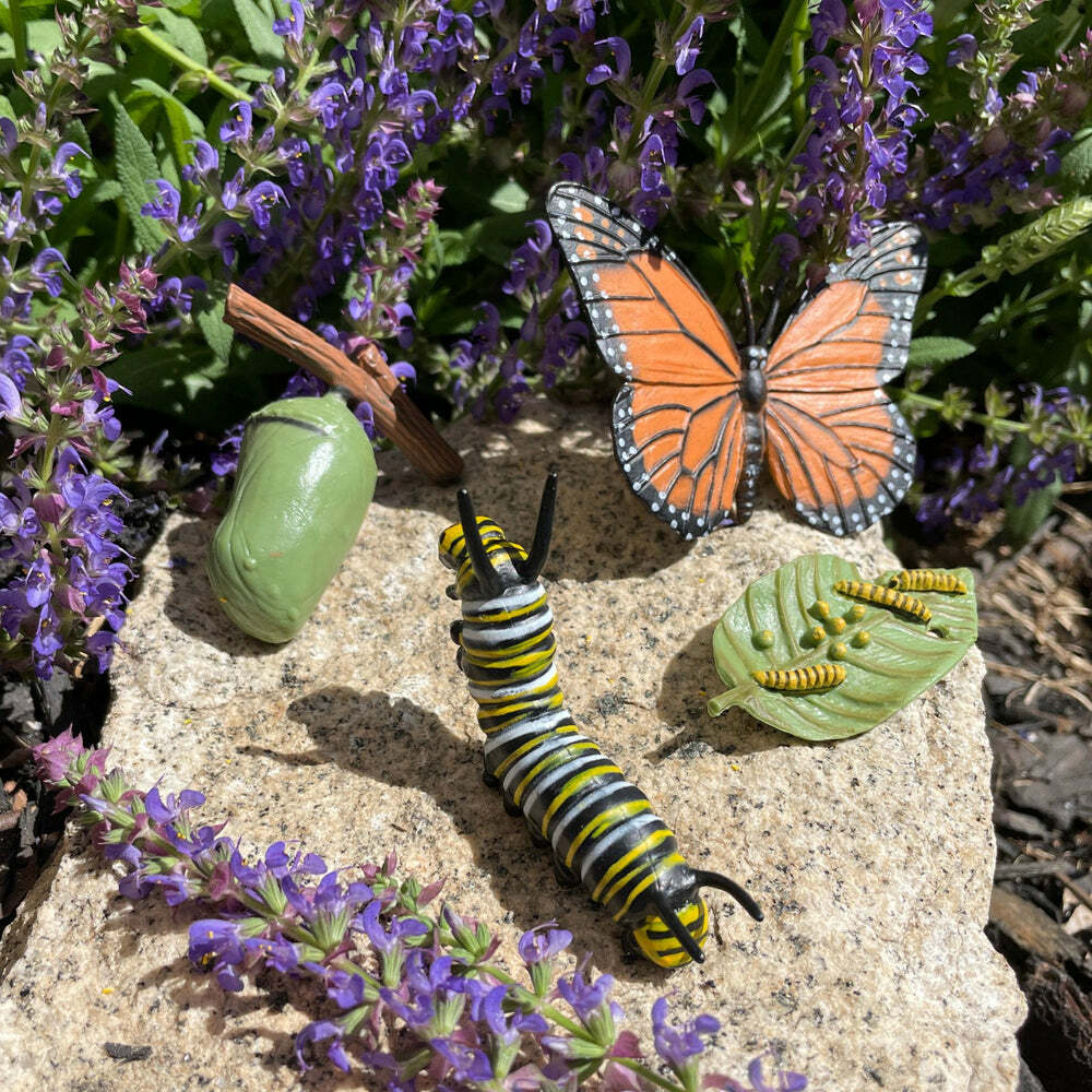 Life Cycle of a Monarch Butterfly