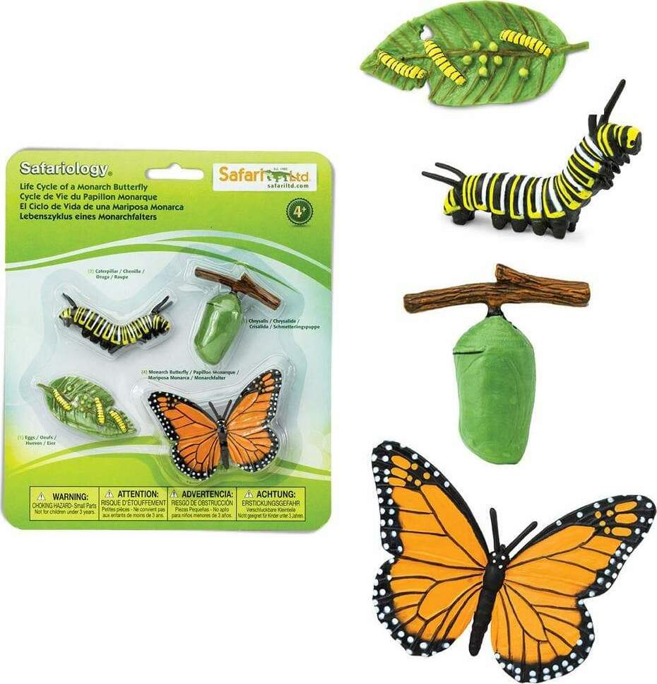 Life Cycle of a Monarch Butterfly