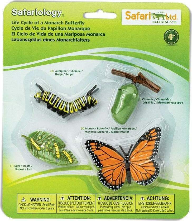 Life Cycle of a Monarch Butterfly