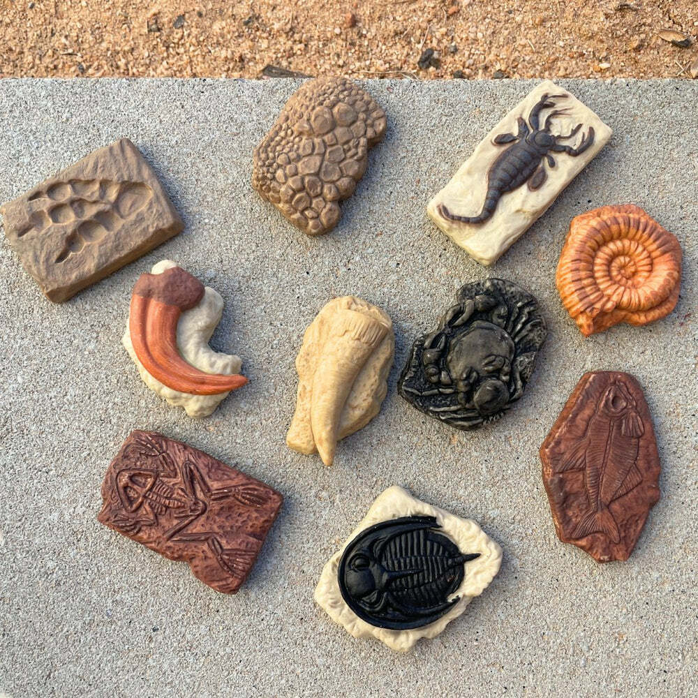 Ancient Fossils TOOB®