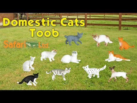 Domestic Cats TOOB®