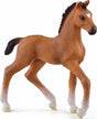 Oldenburger Foal