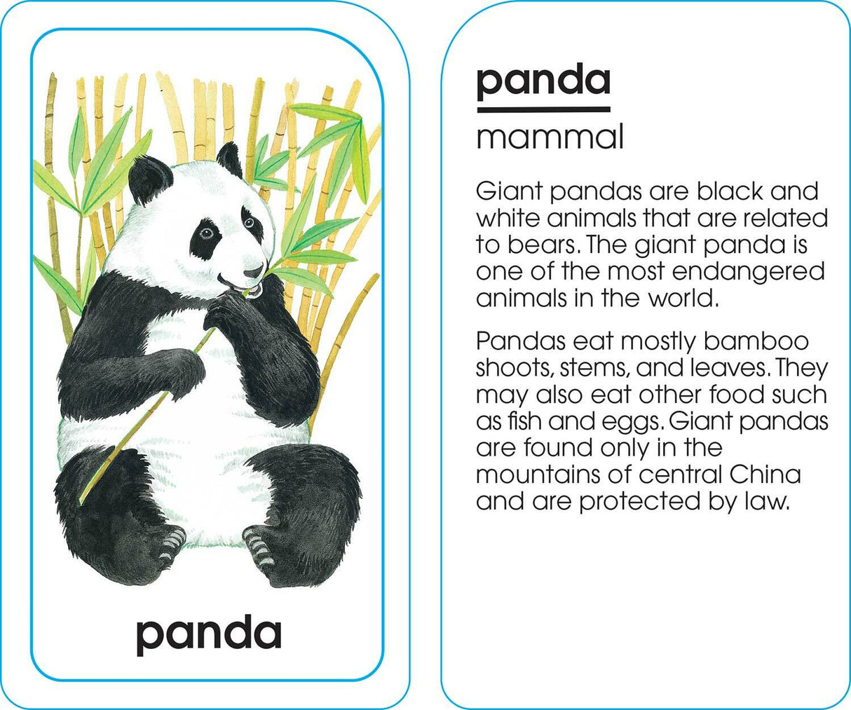 Animals of All Kinds Flash Cards