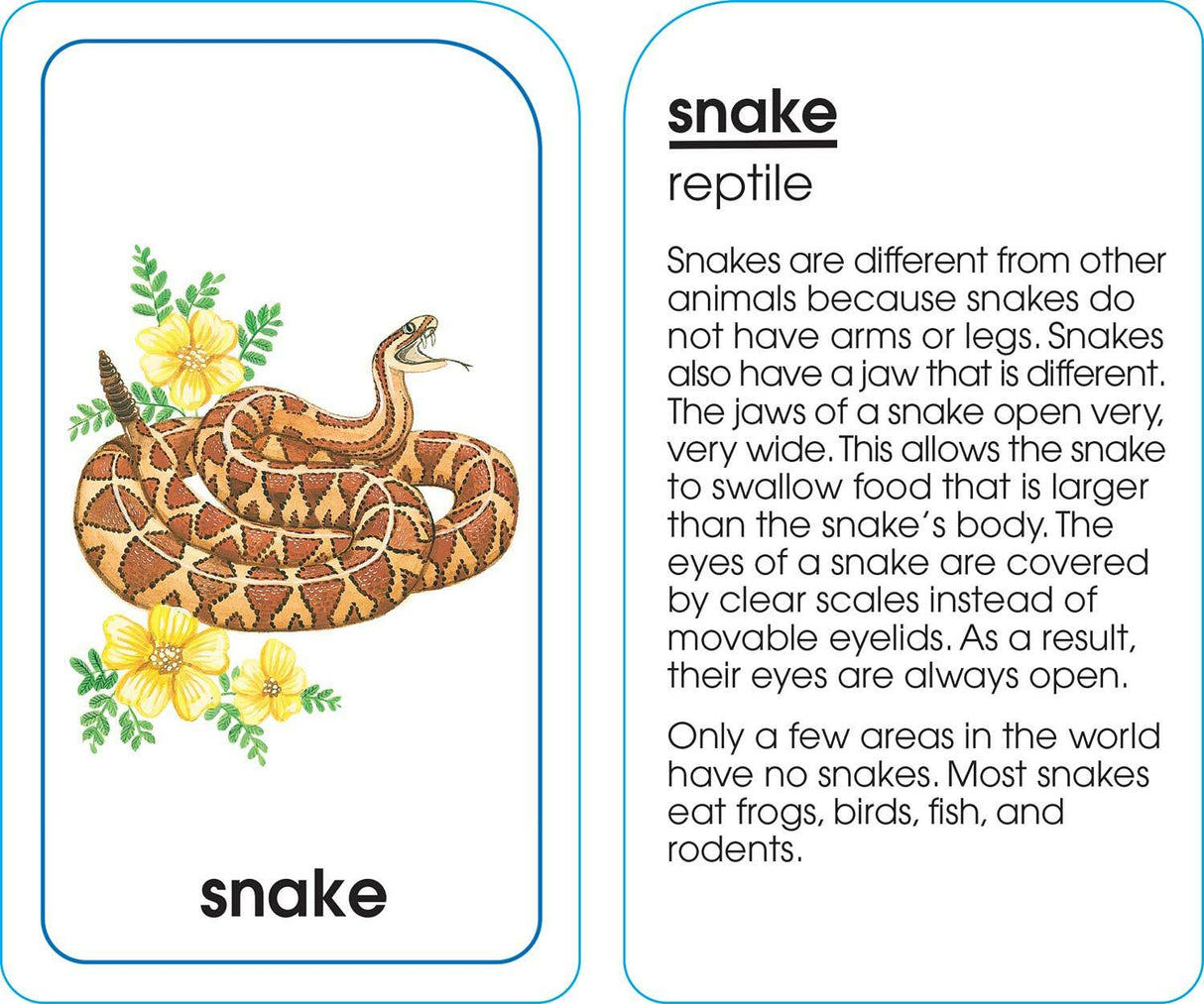 Animals of All Kinds Flash Cards