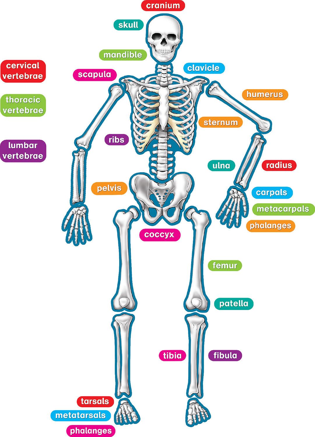 Human Skeleton Magnetic Accents