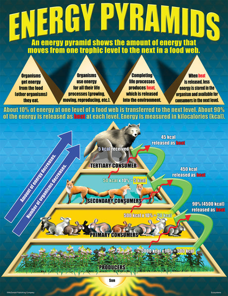 Ecosystems Poster Set