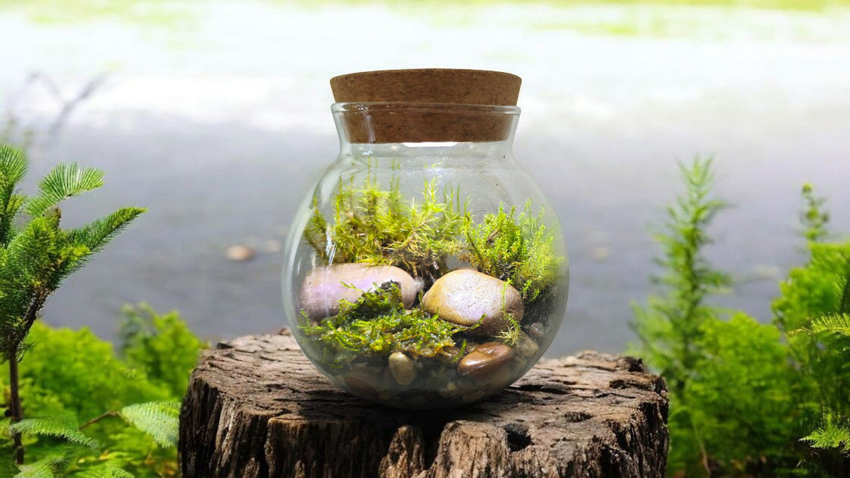 MossBowl - Grow Your Own Oasis