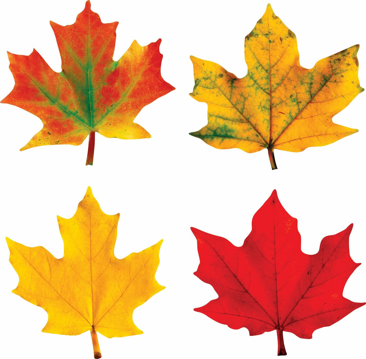 Maple Leaves Classic Accents Variety Pack, 36 Ct