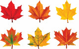 Maple Leaves Classic Accents Variety Pack, 36 Ct